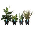 O2 For You Houseplant Collection in 4 in. Grower Pot (4-Pack)