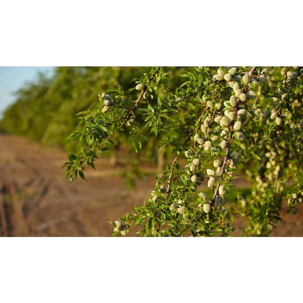 Online Orchards 3 ft. Texas Mission Almond Tree NTAL004 - The Home