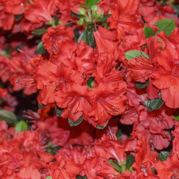 FLOWERWOOD 2.5 Qt. Stewartstonian Azalea, Deciduous Shrub With Lightly Scented Orange Trumpet Shaped Flowers