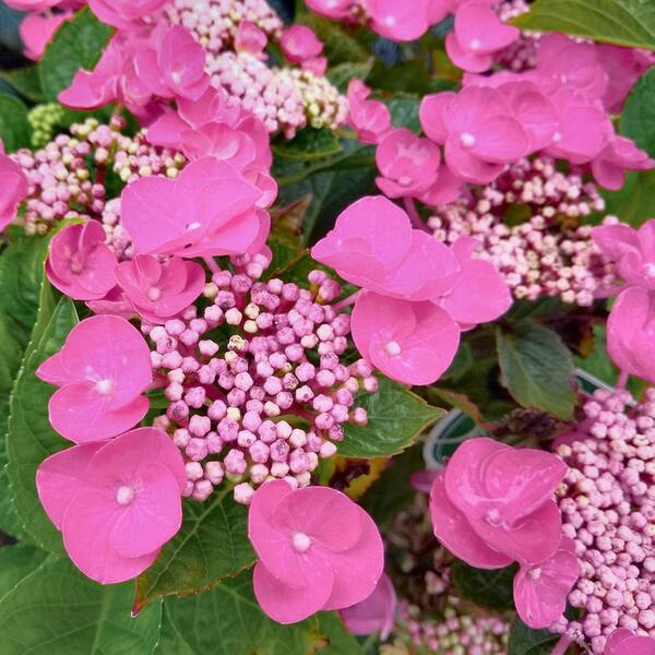 national PLANT NETWORK 4 in. Hydrangea Preziosa (3-Pack) HD3195