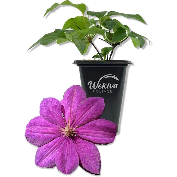 Clematis Perrins Pride-Live Starter Plant in a 2 Inch Growers Pot-Starter Plants Ready for The Garden