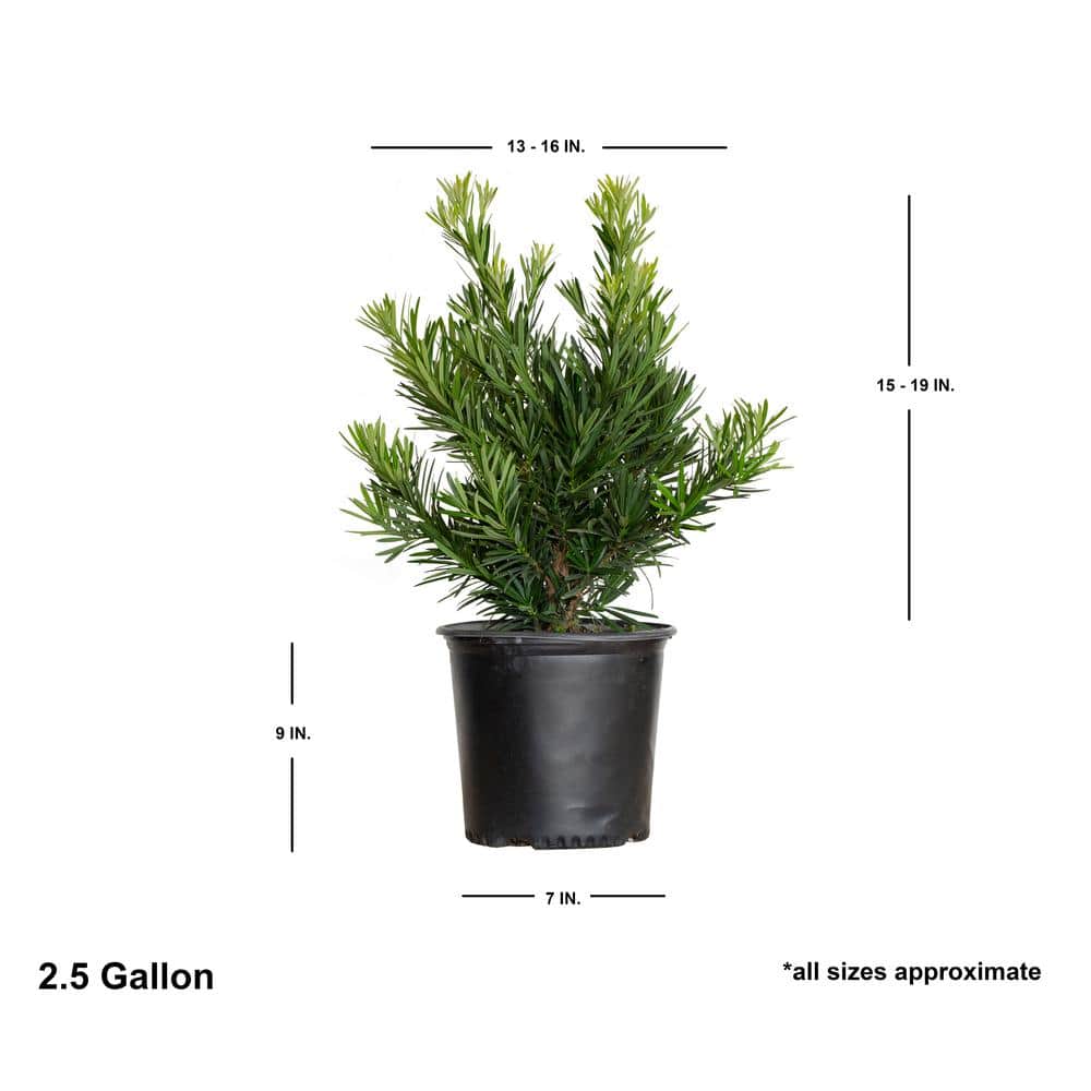 2.5 Gallon Dark Green Needle-like Foliage Evergreen Shrub