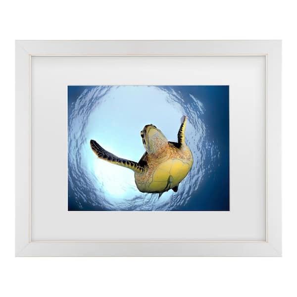 Trademark Fine Art Henry Jager Green Turtle in Snells Window Matted Framed Photography Wall Art 18 in. x 22 in.
