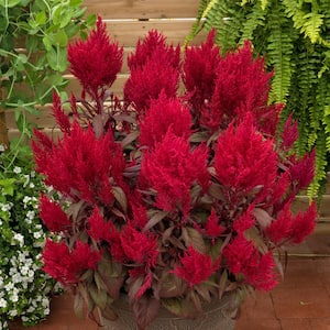 2.5 Qt. Vigoro Red Celosia Dragon's Breath Annual Plant (2-Pack)