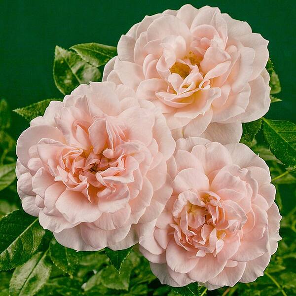 Spring Hill Nurseries 2 in. Pot Cream Veranda Rose (Rosa) Live Deciduous Plant Rose-Pink Flowering Shrub (1-Pack)