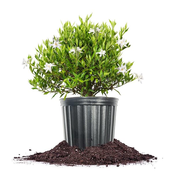 Unbranded White Flowering Frostproof Gardenia Shrub in 3 Gal. Grower's Pot