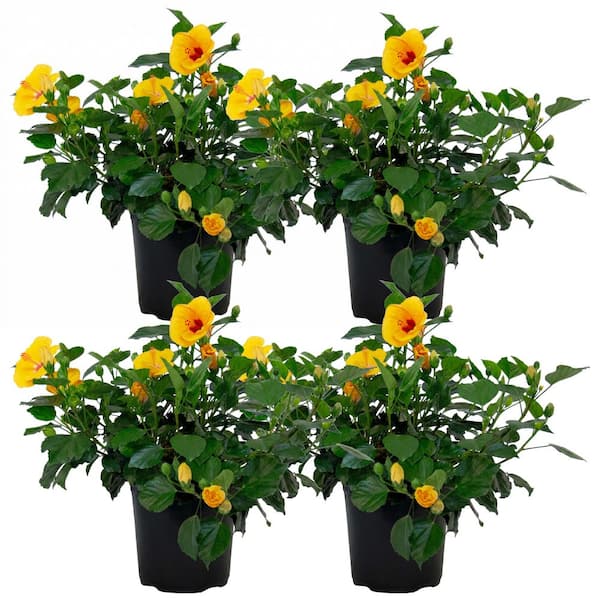 1 Gal. Tradewinds Hibiscus Shrub with Lilikoi Yellow Flowers (4