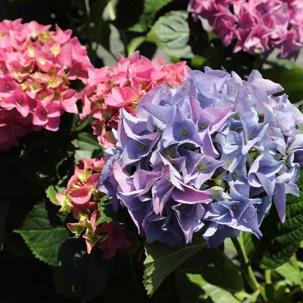 ALTMAN PLANTS 1 Gal. Assorted Flowering Hydrangea Shrub Plant