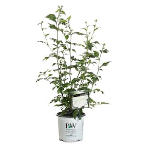 1 Gal. White Chiffon Rose of Sharon (Hibiscus) Live Shrub, White Flowers
