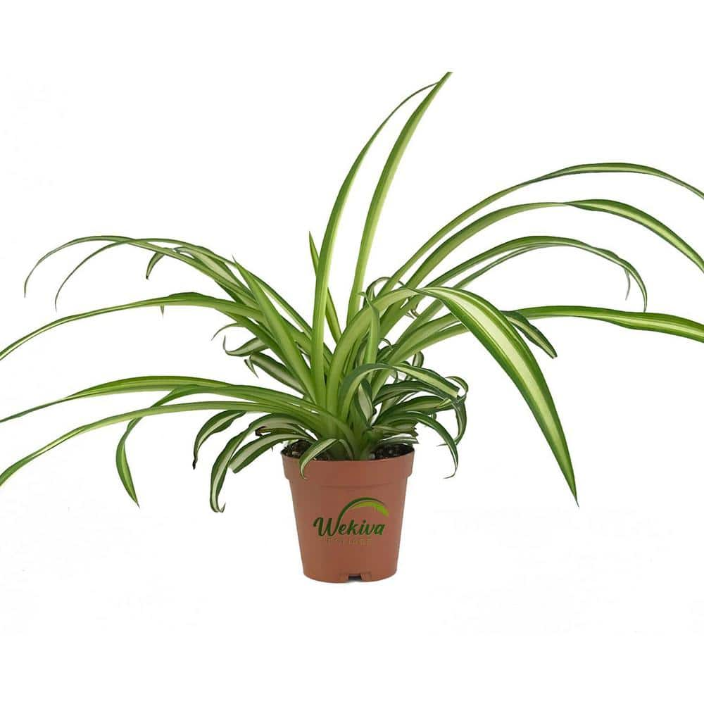 Spider Plant 'Hawaiian' - Evergreen Nursery