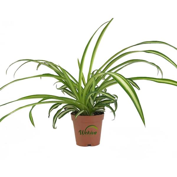 Wekiva Foliage 2 in. Enchanting Spider Plant - 4 Live Plants - Chlorophytum Comosum - Nature's Green Symphony for Your Home in Pots