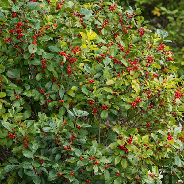 Retouch omfattende Tilstedeværelse Spring Hill Nurseries 4 in. Pot Winter Red Winterberry (Ilex) White Flowers  Give Way to Red Berries Live Deciduous Plant 67457 - The Home Depot