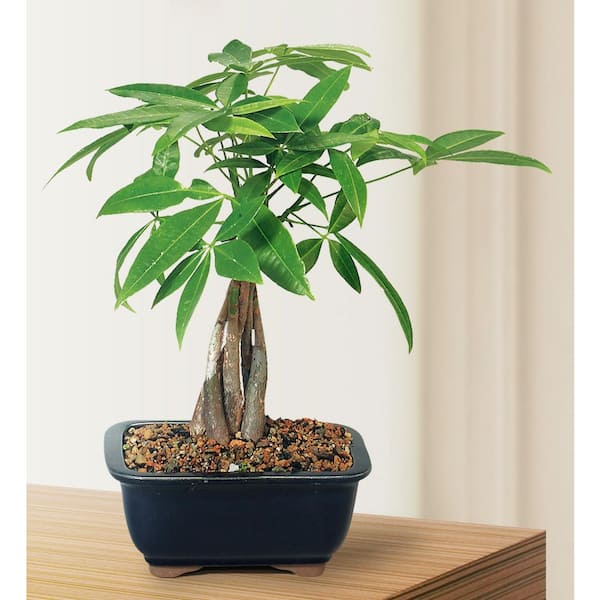 Brussel's Money Tree Bonsai