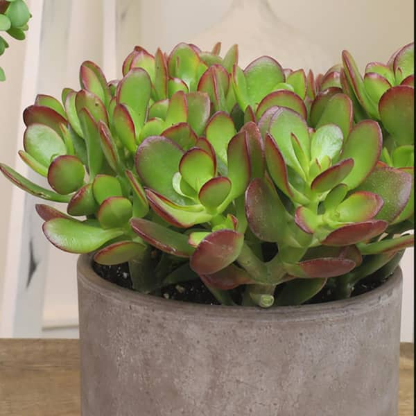 ALTMAN PLANTS Classic Jade Succulent (Crassula) Houseplant in 3.5 in.  Grower Pots (6-Pack) 0873246 - The Home Depot