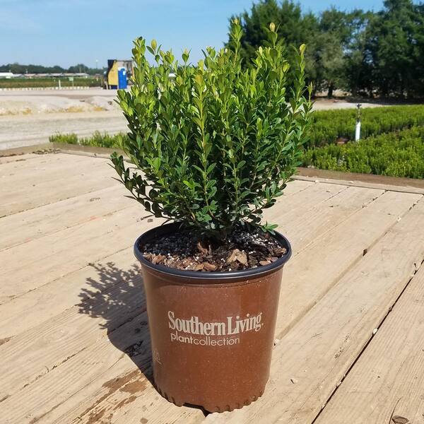 SOUTHERN LIVING 2 Gal. Boxwood Baby Gem, Live Shrub Plant, Glossy Green ...