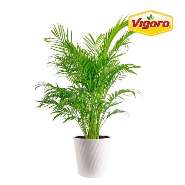 RO-4073　Yukka Monrovia White Color Guard Yucca Accent Shrub in 1.73-Gallon