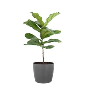 Fiddle Leaf Fig Ficus Lyrata Standard Live Indoor Outdoor Plant in 10 inch Premium Sustainable Ecopots Grey Pot