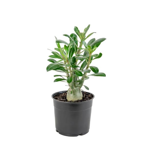national PLANT NETWORK Desert Rose Assorted Mix (Adenium) in 4 in. Grower Containers (3-Plants)