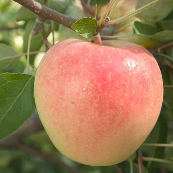 Gurney's Sundance Apple Dormant Bare Root Standard Fruiting Starter Tree (1-Pack)