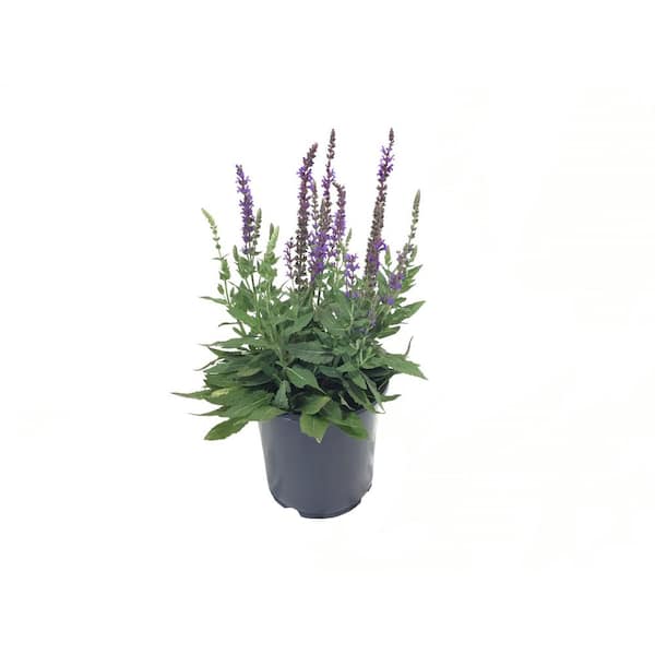 Meadow Sage (Salvia) East Friesland 10640 - The Home Depot