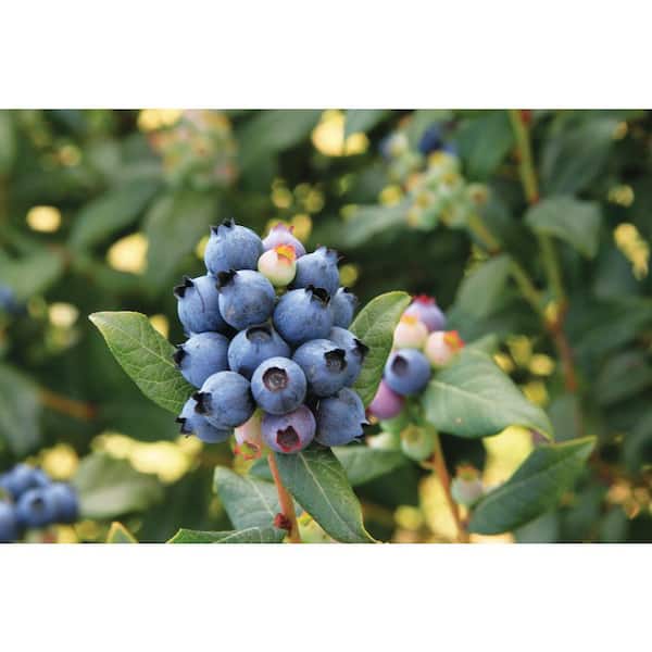 BUSHEL AND BERRY 2 Gal. Bushel and Berry Perpetua Blueberry Live Plant Shrub