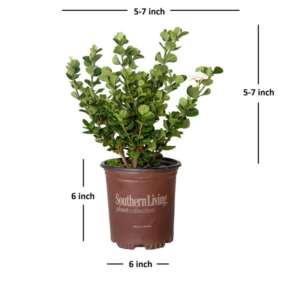 2.5 Quart Upright Evergreen Gardenia with Fragrant White Blooms