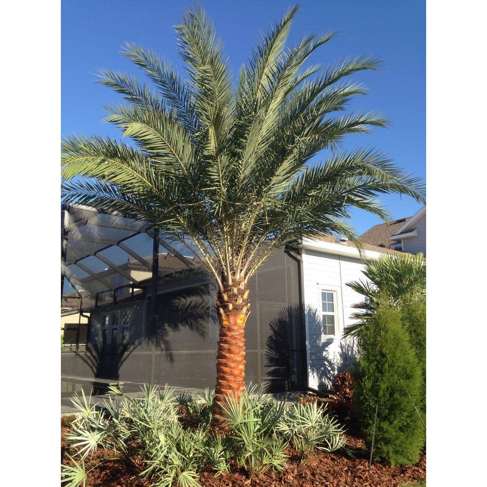 Sylvester Palm Evergreen 10-Inch Container with Silvery Blue-Green Fronds
