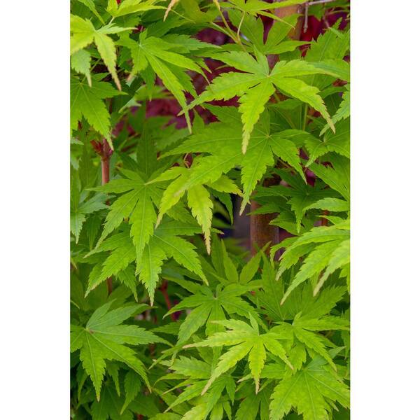 is a japanese maple safe for dogs