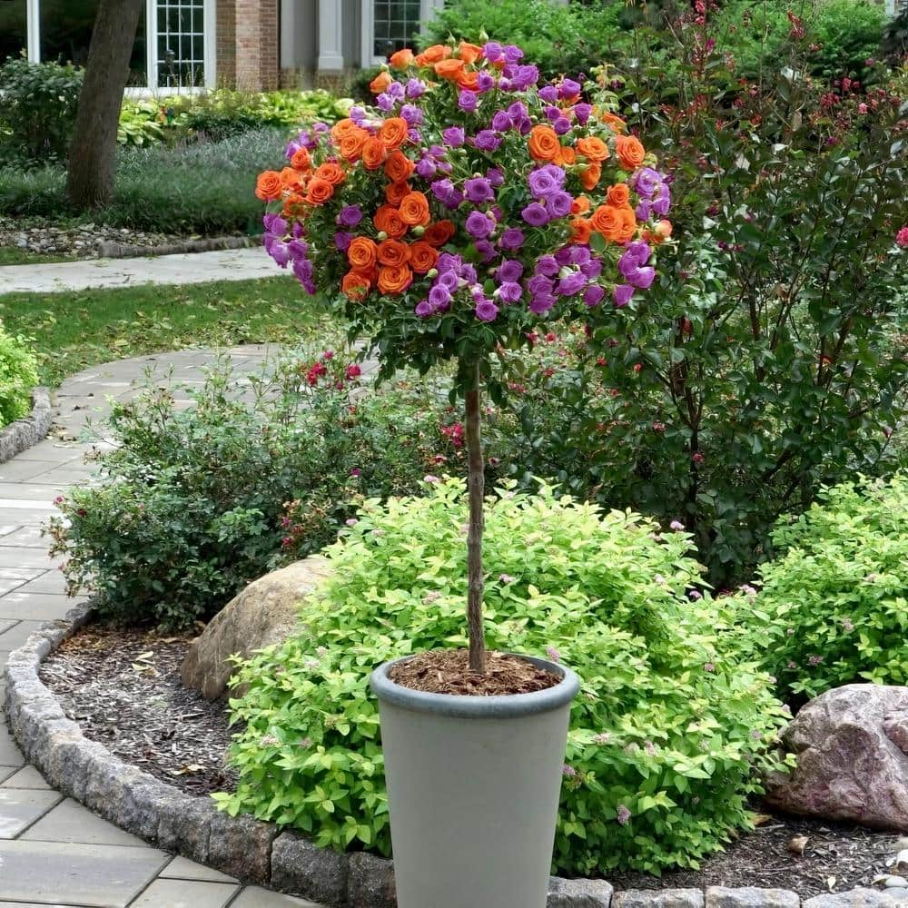 national PLANT NETWORK Bare Root Rose 2-N-1 Lavender-Orange Duo Tree ...