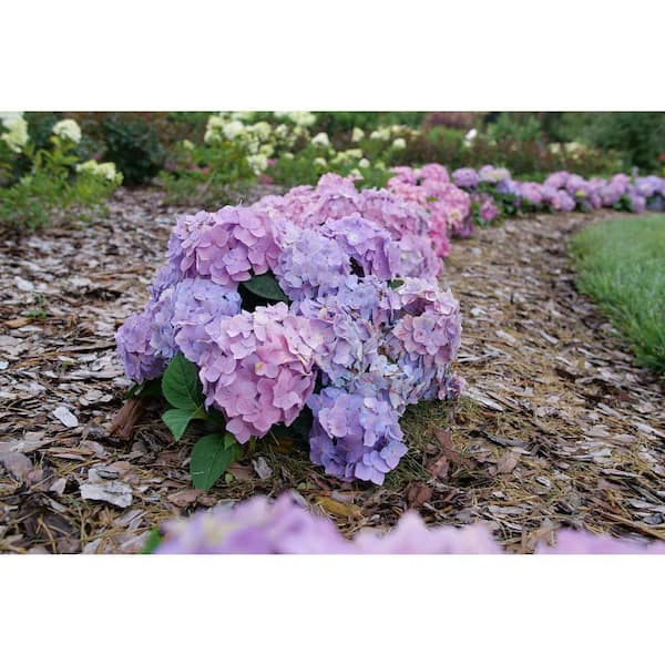 Proven Winners 4.5 in. qt. Let's Dance Sky View Reblooming