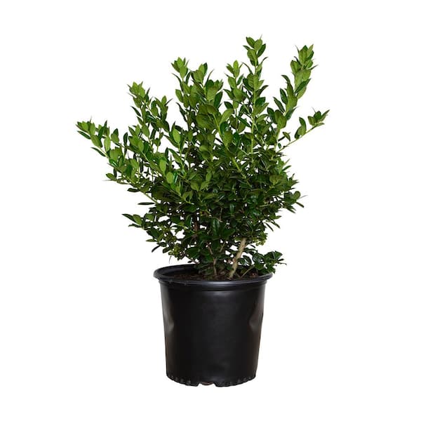 FLOWERWOOD 2.5 Gal - Dwarf Burford Holly(Ilex), Live Evergreen Shrub, Glossy Foliage with a Single Spine