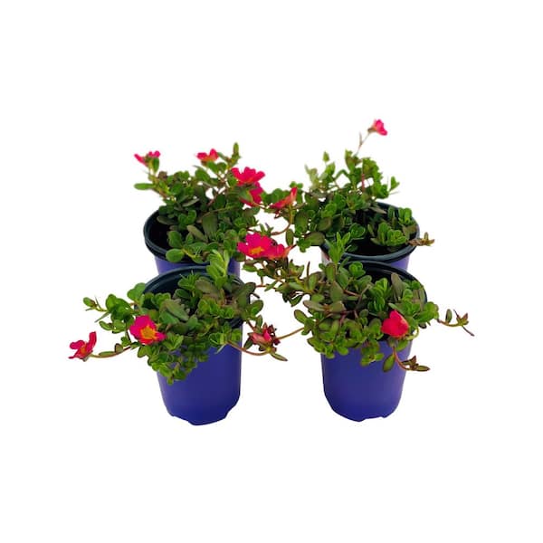 Pure Beauty Farms 1.38 Pt. Purslane Plant Hot Pink Flowers in 4.5 In. Grower's Pot (4-Plants)
