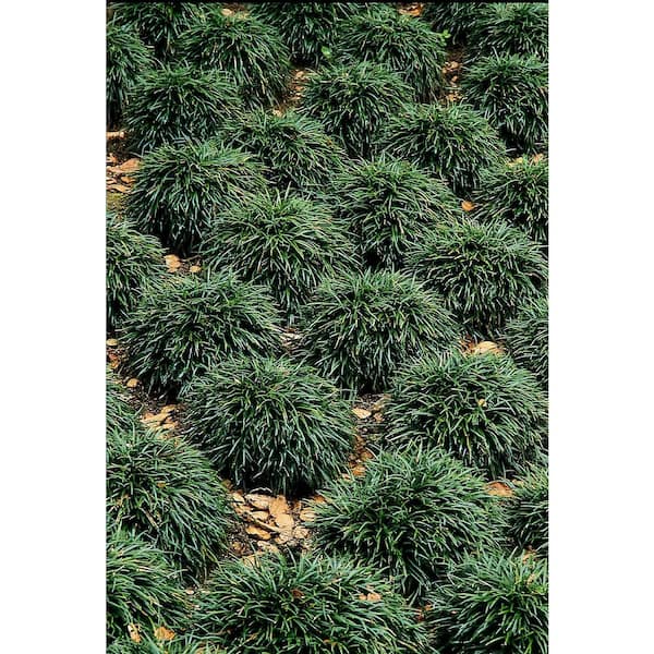 Pure Beauty Farms 1 Qt. Mondo Grass Dwarf in Grower's Pot (4-Pack)