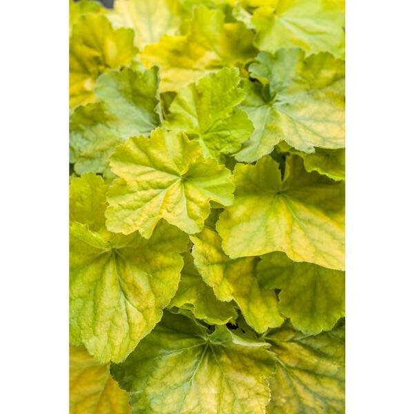PROVEN WINNERS 0.65 Gal. Primo Pretty Pistachio Coral Bells (Heuchera) Live Plant, Green Foliage and Pink Flowers