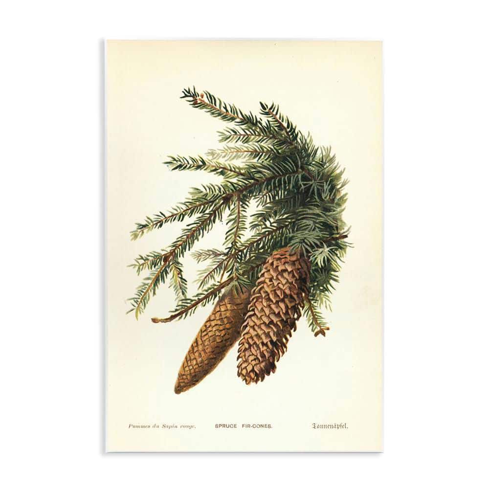 Spruce & Fir Cones by Tina Higgins Designs, Inc. Unframed Nature Graphic Art Print 15 in. x 10 in. price history on PriceWatchPro