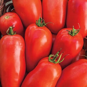 Tomato Roma (150 Seed Packet)