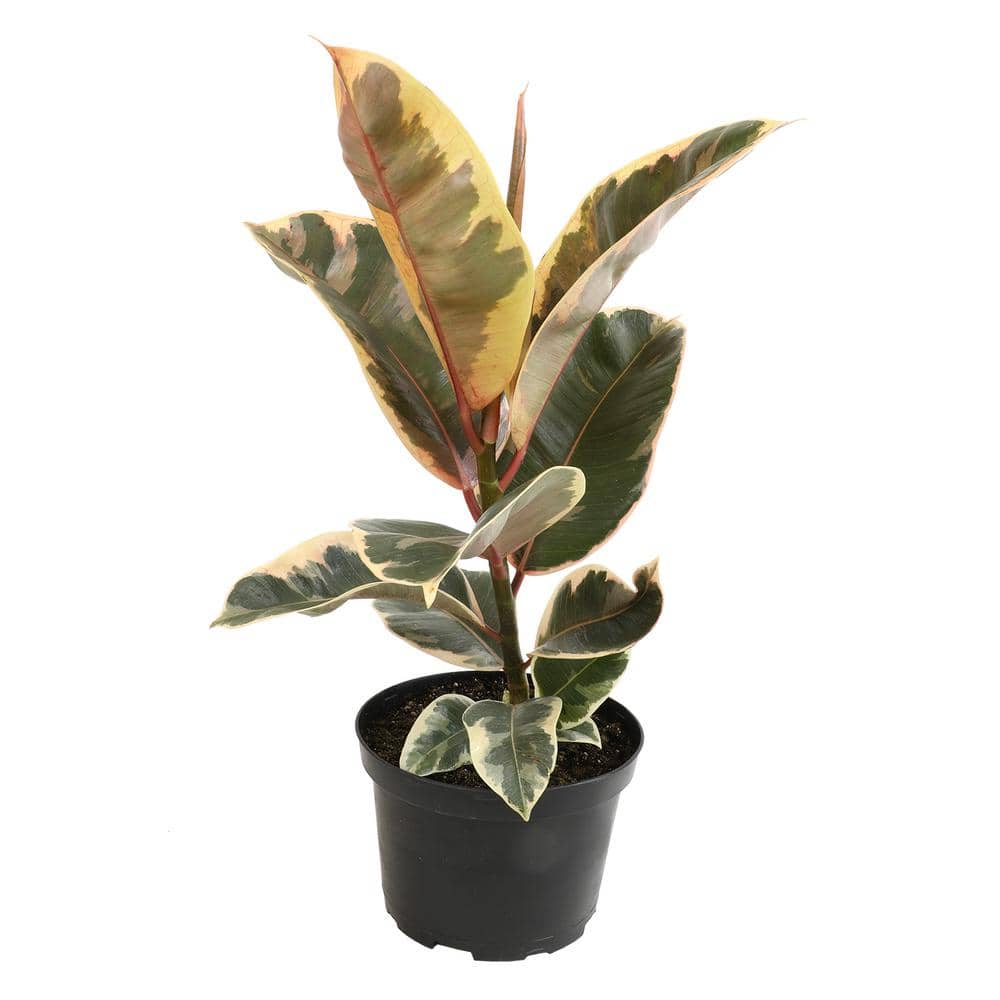Variegated Ficus Tineke Rubber Tree in Black Plastic Pot