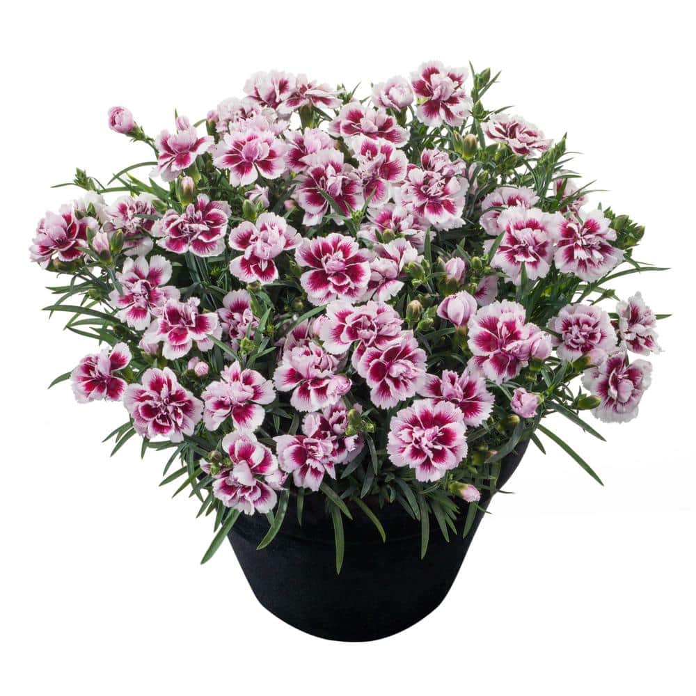Perennial Carnation Amy 2.5 Qt.