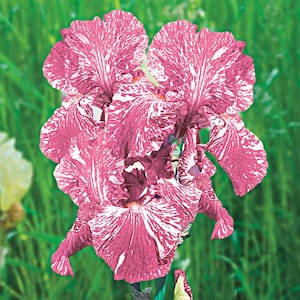 Baboon Bottom Bearded Iris Live Bareroot Plant Variegated Pink/White Flowers (5-Pack)