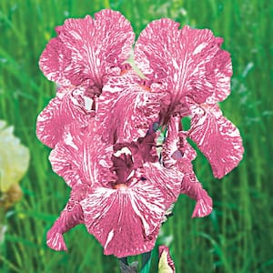 Baboon Bottom Bearded Iris Variegated Pink/White Flowers Live Bareroot Plant