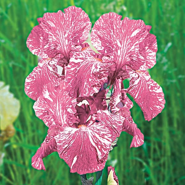 Spring Hill Nurseries Baboon Bottom Bearded Iris Variegated Pink/White Flowers Live Bareroot Plant