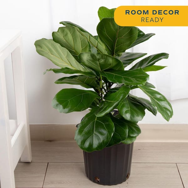 Fiddle Leaf Fig Indoor Plant in 8.75 in. Black Grower Pot, Avg. Shipping Height 1-2 ft. Tall