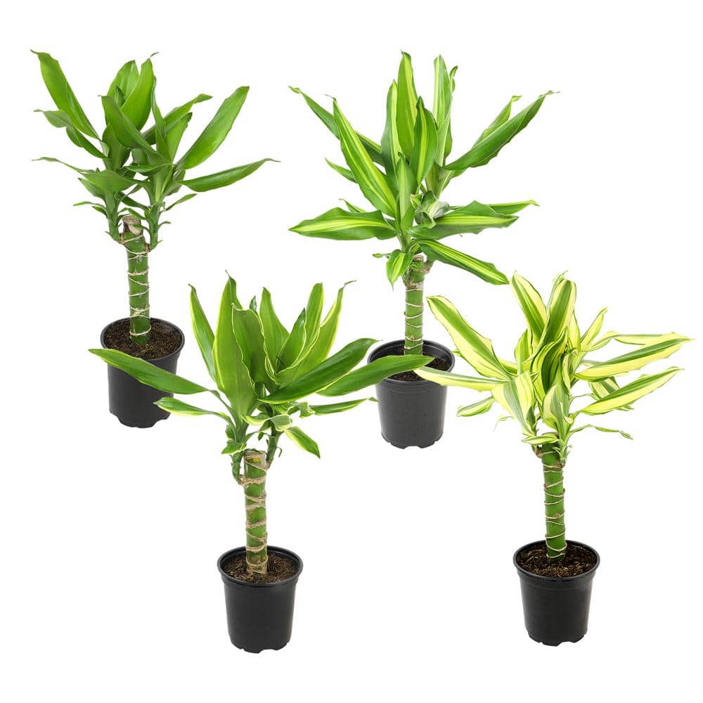 Black Plastic Indoor Dracaena Corn Cane Plant Set