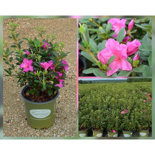 2 Gal. Augusta Echo Azalea Shrub with Bright Pink Reblooming Flowers