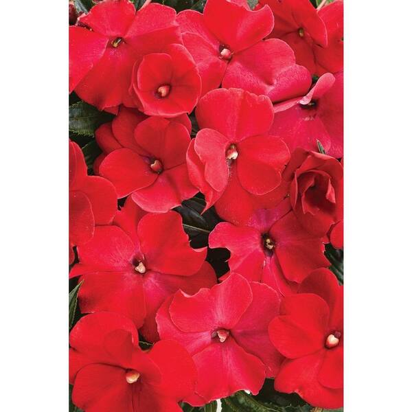 PROVEN WINNERS Ruffles Red (New Guinea Impatiens) Live Plant, Red Flowers, 4.25 in. Grande