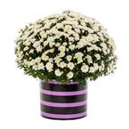 3 Qt. Live White Chrysanthemum (Mum) Plant for Fall Porch or Patio in Decorative Black and Purple Striped Tin (1-Pack)