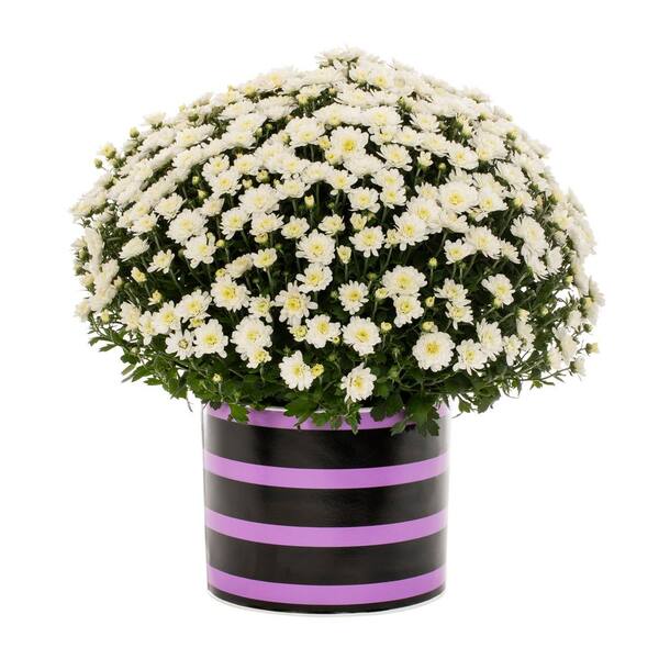 Vigoro 3 Qt. Live White Chrysanthemum (Mum) Plant for Fall Porch or