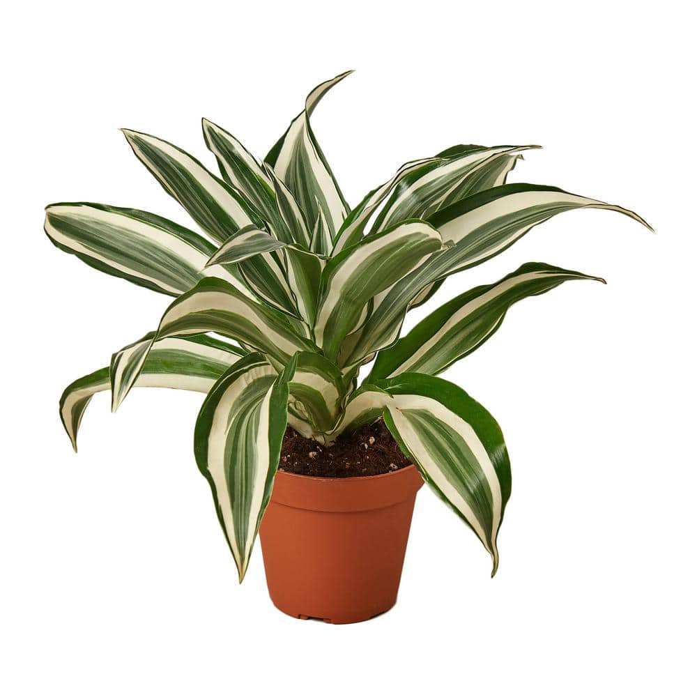 https://images.thdstatic.com/productImages/31e3c290-9773-41d8-92d9-136e18ddf17c/svn/house-plants-4-dracaena-white-jewel-64_1000.jpg