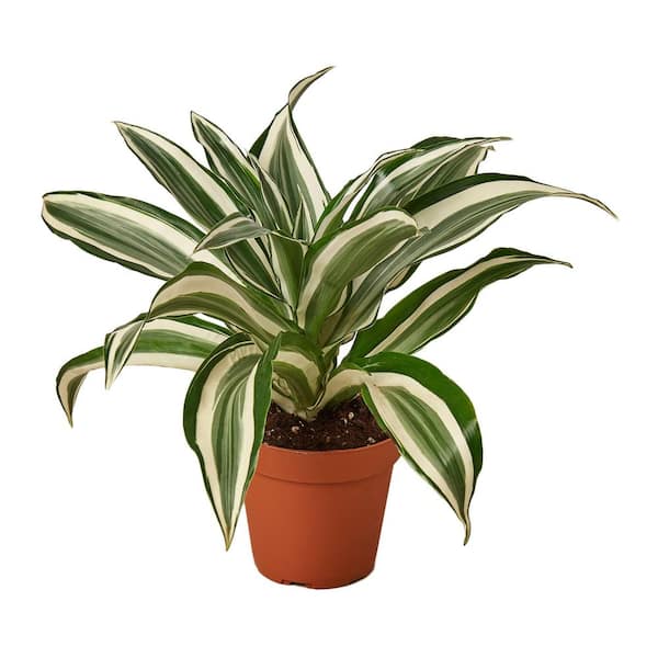 Unbranded White Jewel (Dracaena) Plant in 4 in. Grower Pot