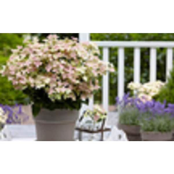 BELL NURSERY 3 Gal. Early Evolution Hydrangea (Hydrangea paniculata) Live Flowering Shrub; Creamy White Flowers Change to Dark Pink